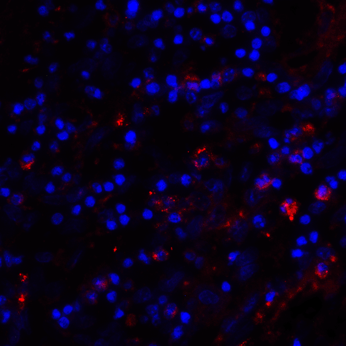 CD80 Antibody (clone 11D1)
