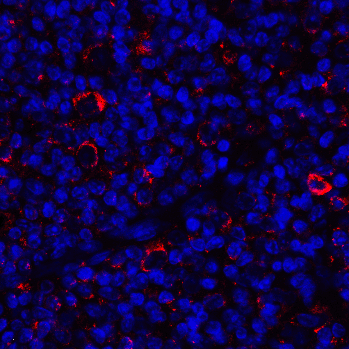 CD80 Antibody (clone 11D1)