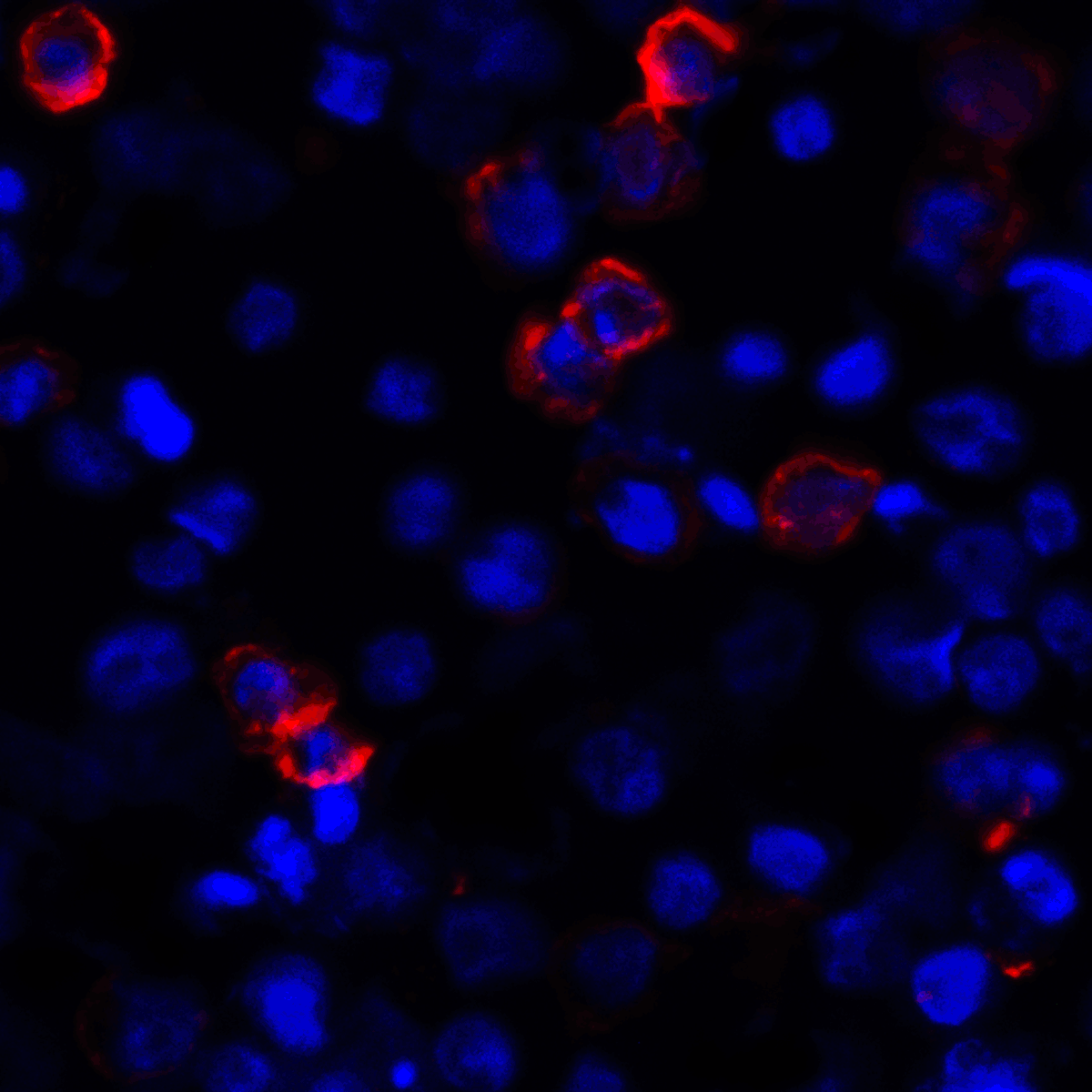 CD80 Antibody (clone 11D1)