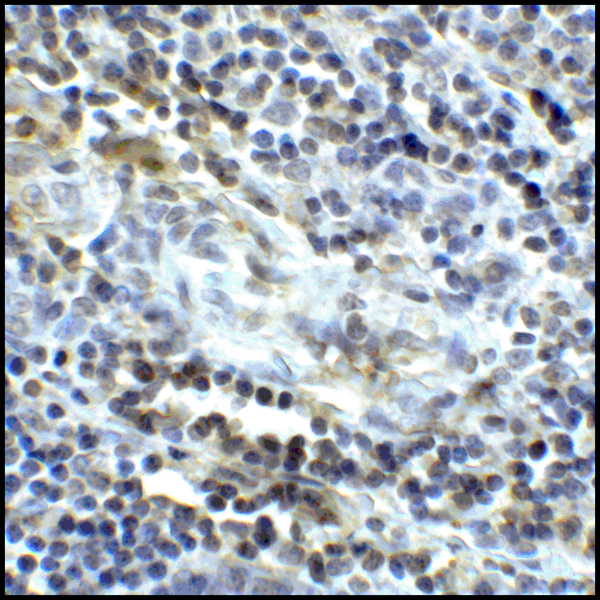 CD80 Antibody (clone 11D1)