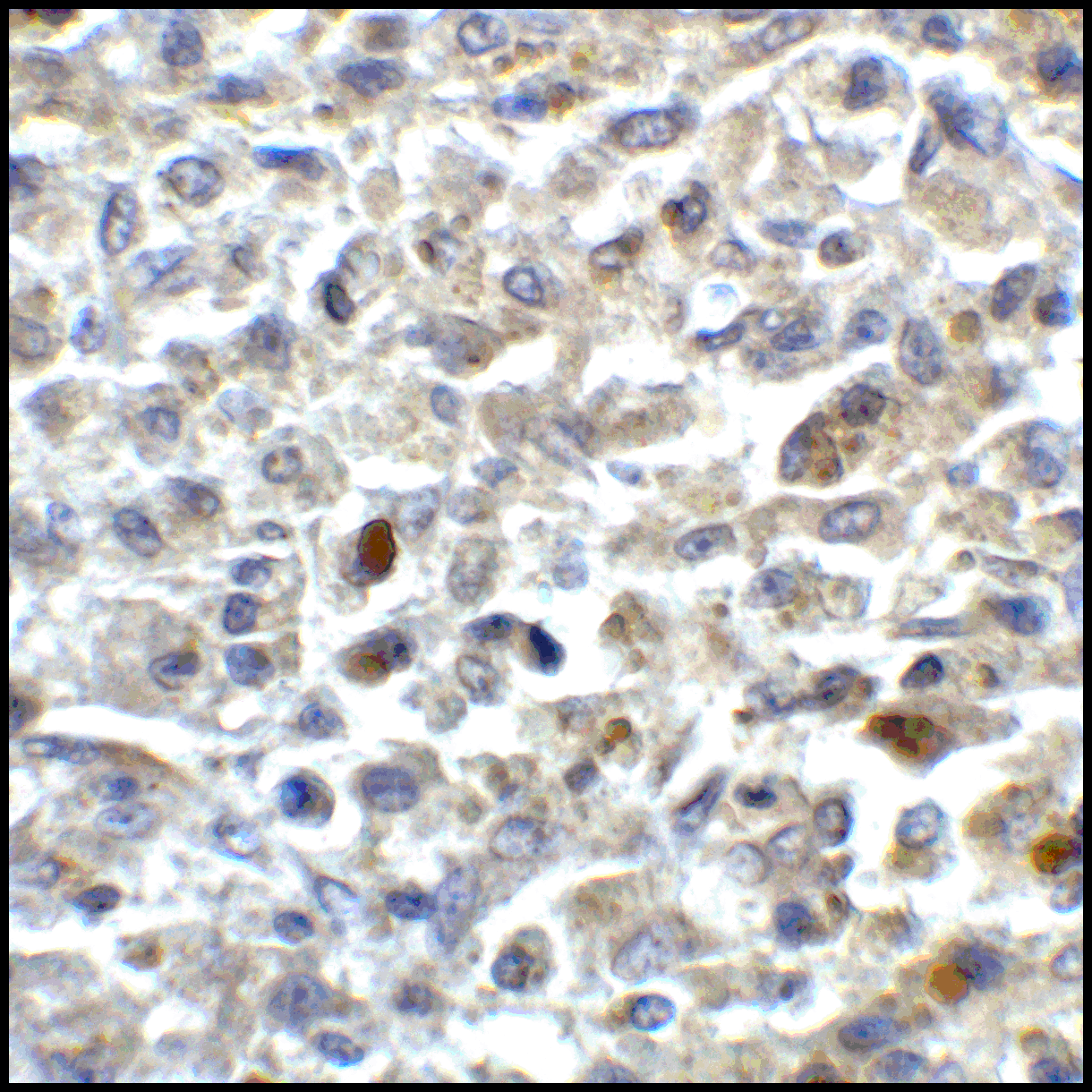 CD80 Antibody (clone 11D1)