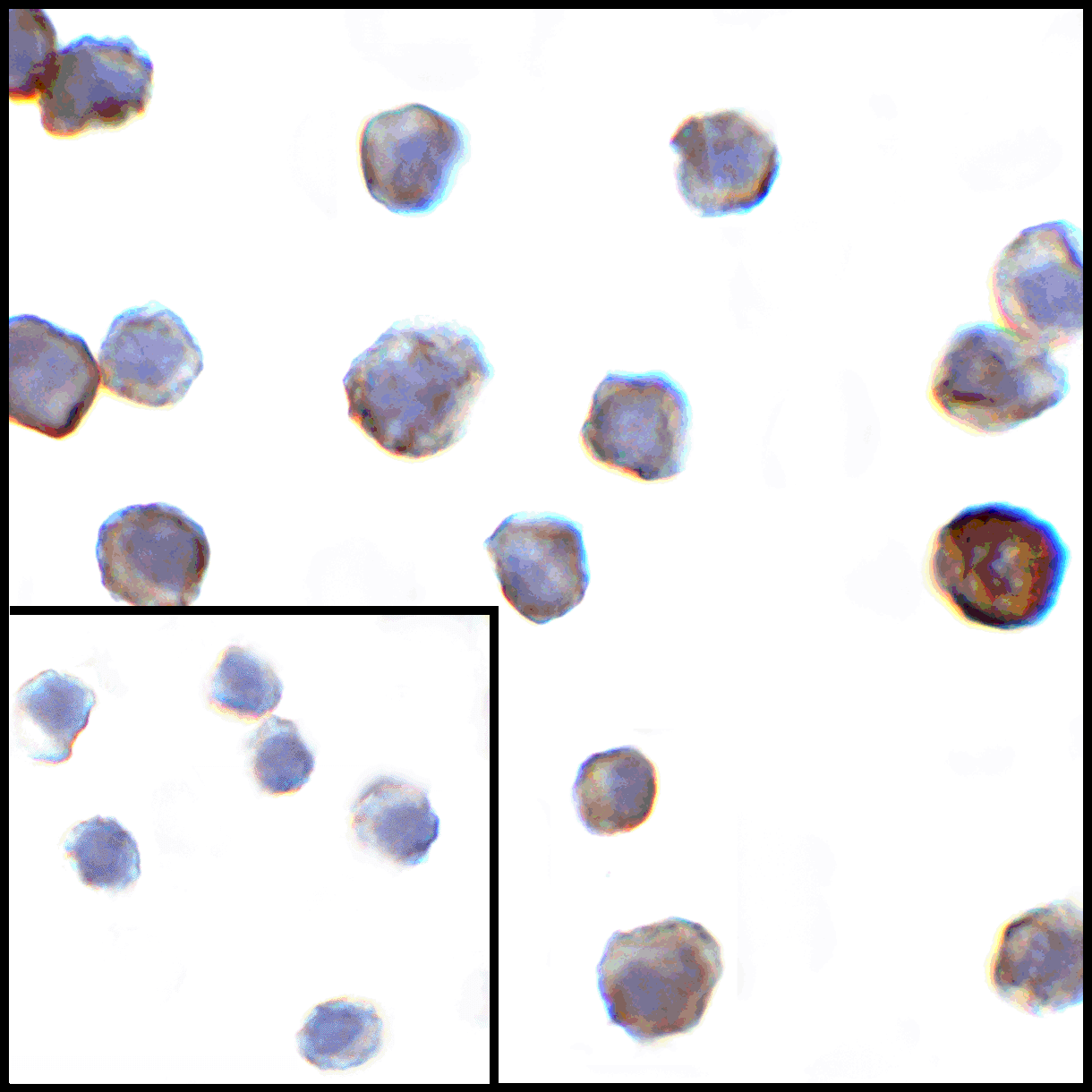 Monoclonal Mouse anti-Human VSIR / GI24 / VISTA Antibody (clone 9E4, IHC, IF)