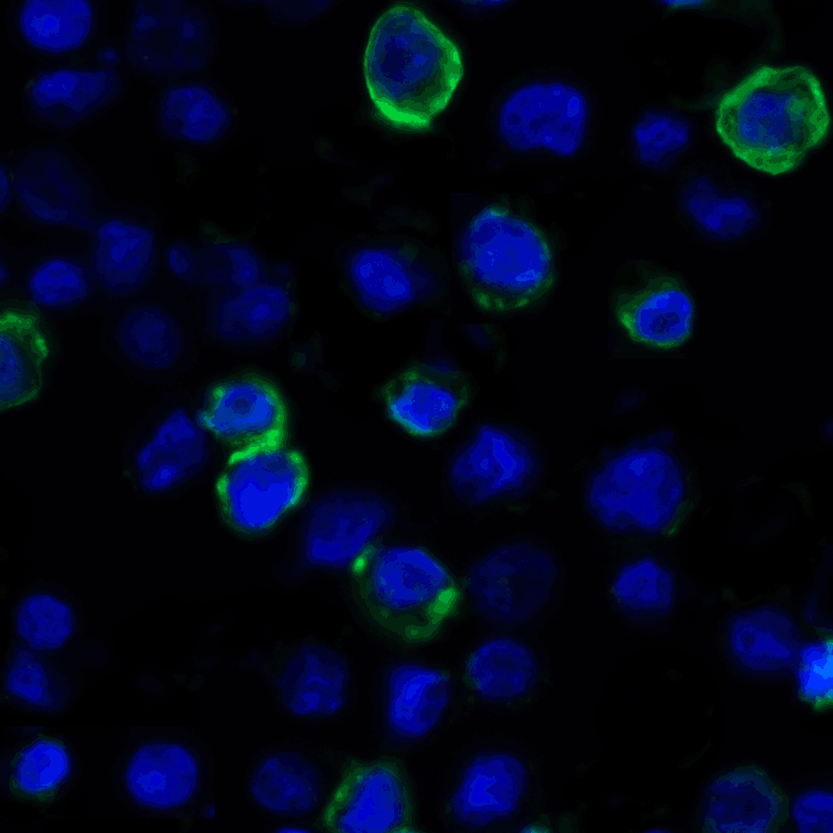 Monoclonal Mouse anti-Human VSIR / GI24 / VISTA Antibody (clone 9E4, IHC, IF)