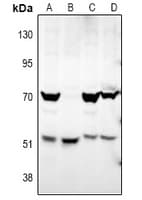 ATG4D Antibody