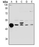 FKBPL Antibody