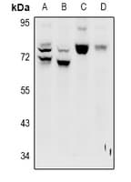 LRP10 Antibody