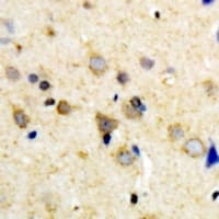 OXR1 Antibody