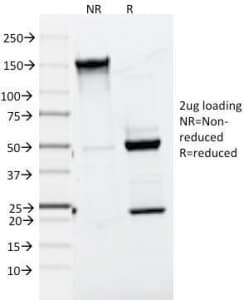 Monoclonal Mouse anti-Human MLANA / Melan-A Antibody (clone A103, IHC, IF, WB)