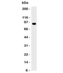 Monoclonal Mouse anti-Human MALT1 Antibody (clone MT1/410, IHC, IF, WB)