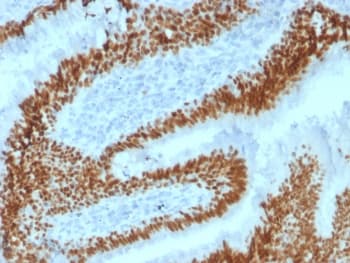 Monoclonal Mouse anti-Human SOX2 Antibody (clone SOX2/1792, IHC, WB)