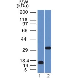 Monoclonal Mouse anti-Human SOX2 Antibody (clone SOX2/1792, IHC, WB)