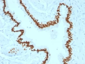 Monoclonal Mouse anti-Human SOX2 Antibody (clone SOX2/1791, IHC, WB)