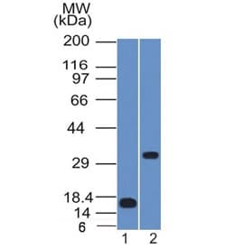 Monoclonal Mouse anti-Human SOX2 Antibody (clone SOX2/1791, IHC, WB)