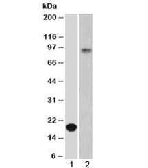 CDH1 / E Cadherin Antibody (clone ECD1-2)