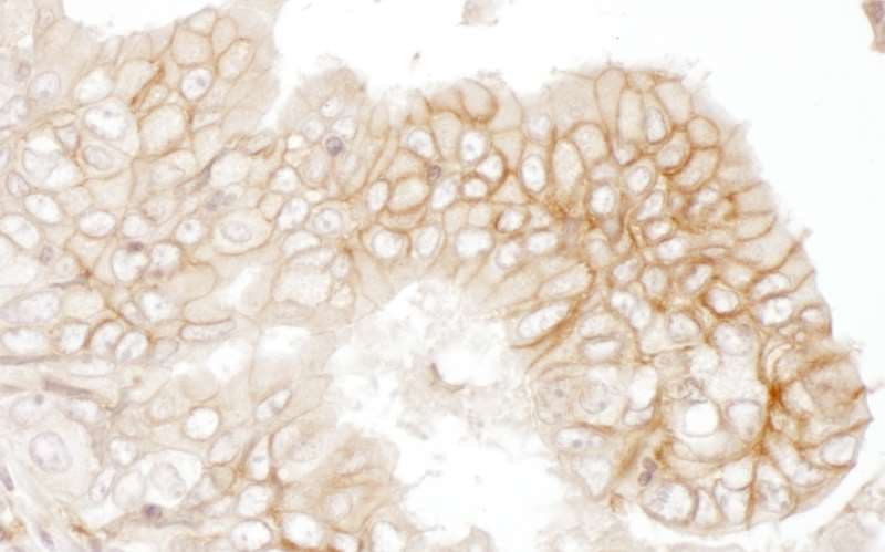 Basigin / Emmprin / CD147 Antibody (aa200-250)