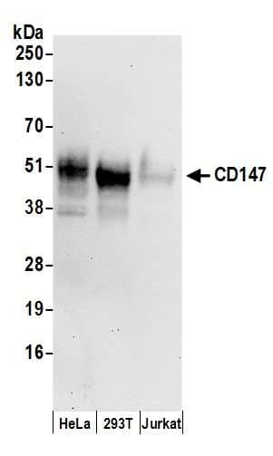 Basigin / Emmprin / CD147 Antibody (aa200-250)
