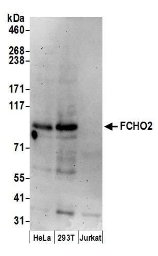 Polyclonal Rabbit anti-Human FCHO2 Antibody (aa125-175, WB)