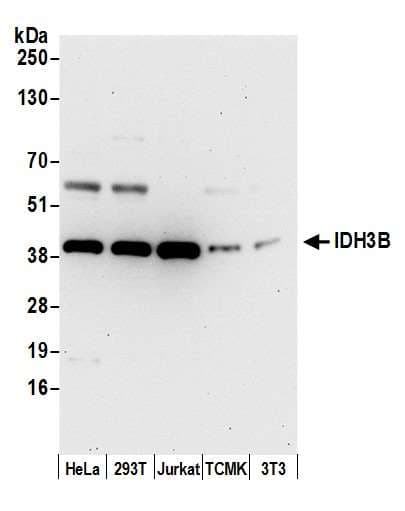 Polyclonal Rabbit anti-Human IDH3B Antibody (aa25-75, WB)