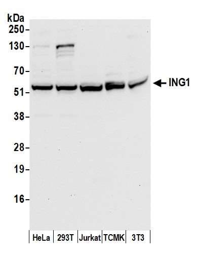 Polyclonal Rabbit anti-Human ING1 Antibody (aa250-300, WB)