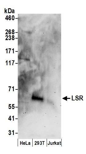 Polyclonal Rabbit anti-Human LSR / LISCH7 Antibody (aa450-500, WB)