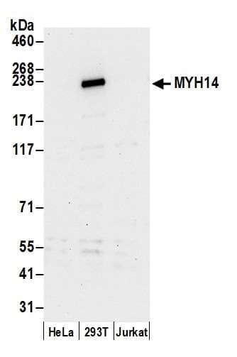 MYH14 Antibody (aa1850-1900)