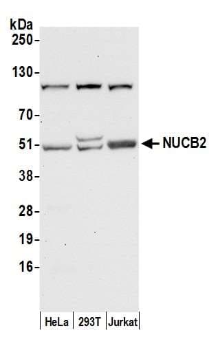 NUCB2 / Nucleobindin 2 Antibody (aa370-420)