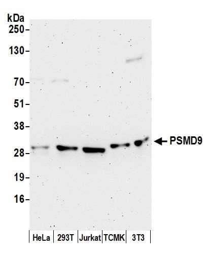 Polyclonal Rabbit anti-Human PSMD9 / 26S Proteasome Antibody (aa50-100, WB)