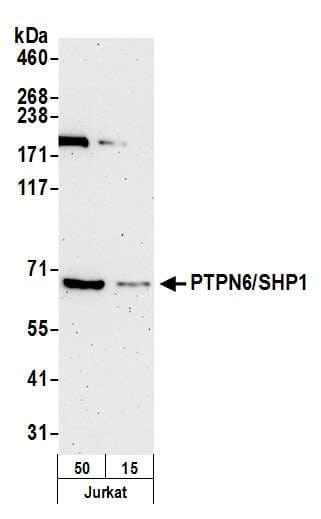 PTPN6 / SHP1 Antibody (aa545-595)