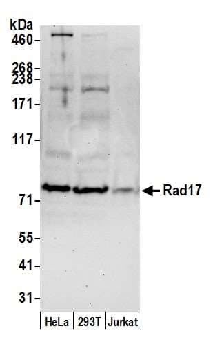 Polyclonal Goat anti-Human RAD17 Antibody (aa564-614, WB)