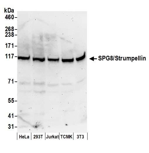 KIAA0196 Antibody (aa1109-1159)