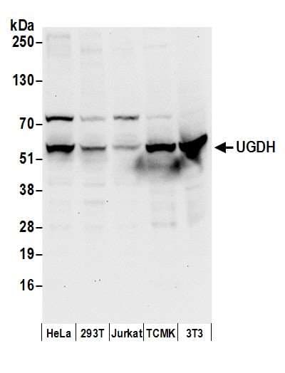 Polyclonal Rabbit anti-Human UGDH / UDPGDH Antibody (aa25-75, WB)