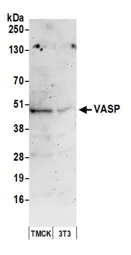 Polyclonal Rabbit anti-Human VASP Antibody (aa330-380, WB)