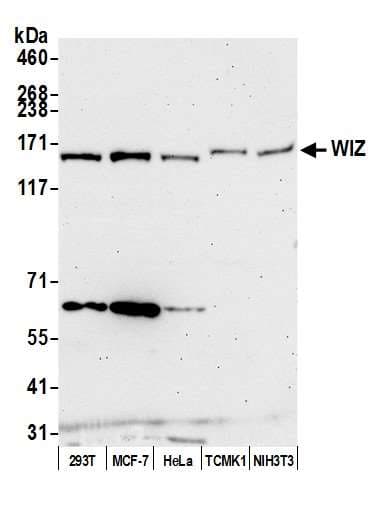 WIZ Antibody (aa1601-1651)