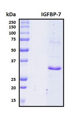 Human IGFBP7 / TAF Protein (Recombinant 6His, N-terminus)