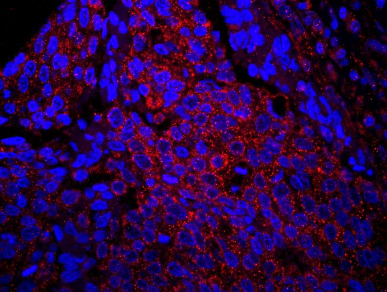 IRS1 Antibody (aa1192-1242)