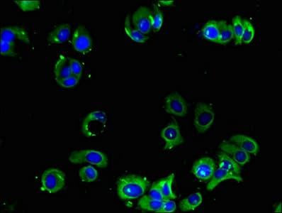 ADRA2A Antibody