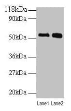 BMP3 Antibody