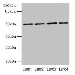 EVA1C Antibody