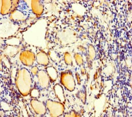 C5orf51 Antibody