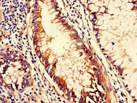 Polyclonal Rabbit anti-Human CD151 Antibody (IF, WB)