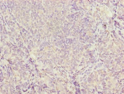 Polyclonal Rabbit anti-Mouse CD46 Antibody (WB)