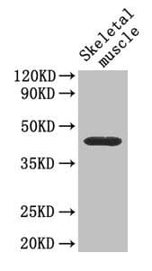 Polyclonal Rabbit anti-Mouse CD46 Antibody (WB)