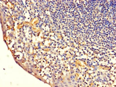 CD7 Antibody