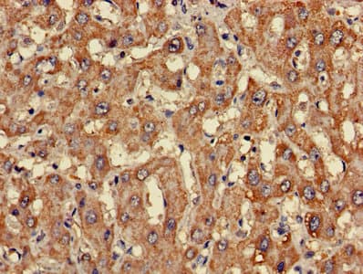 CLASP2 Antibody