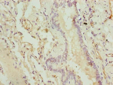CMC1 Antibody