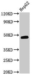DNAJB5 Antibody