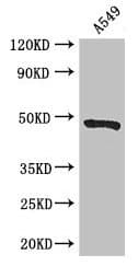 EIF4A3 Antibody