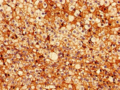 ERG Antibody