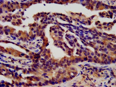 FGFR3 Antibody
