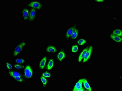 FMO4 Antibody